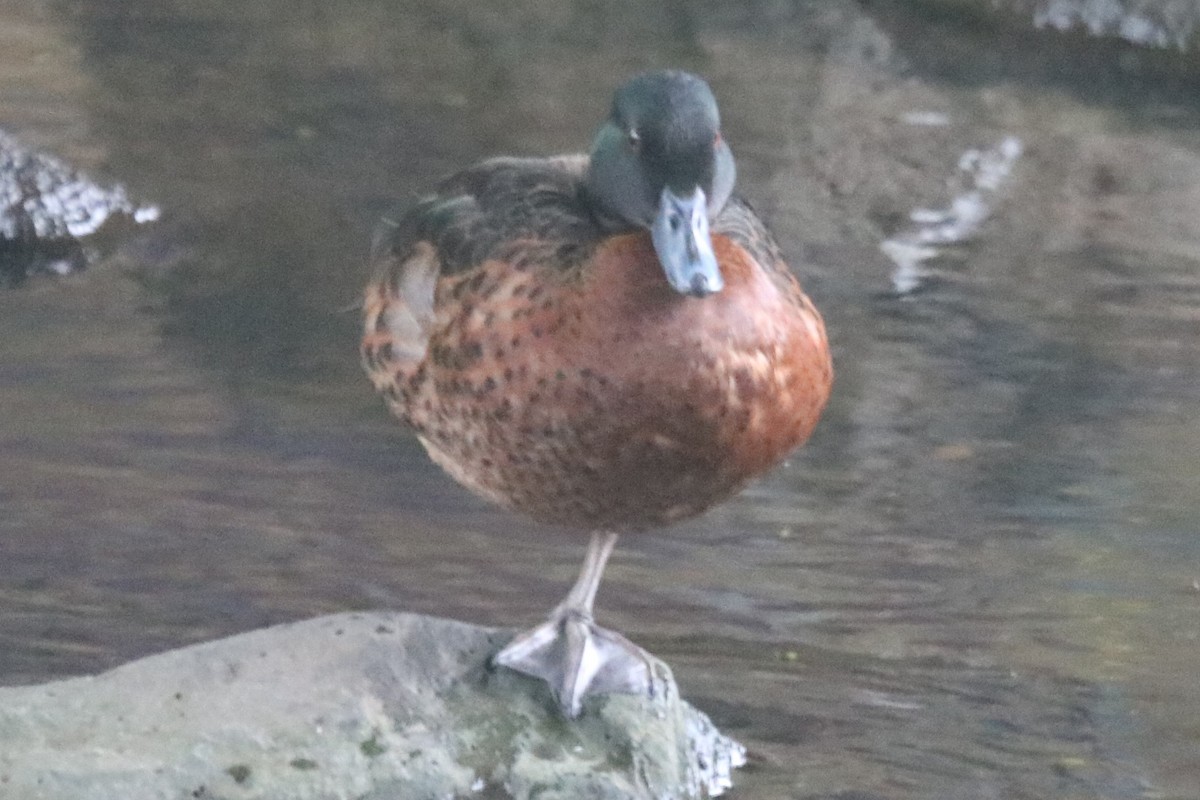 čírka kaštanová - ML646439004