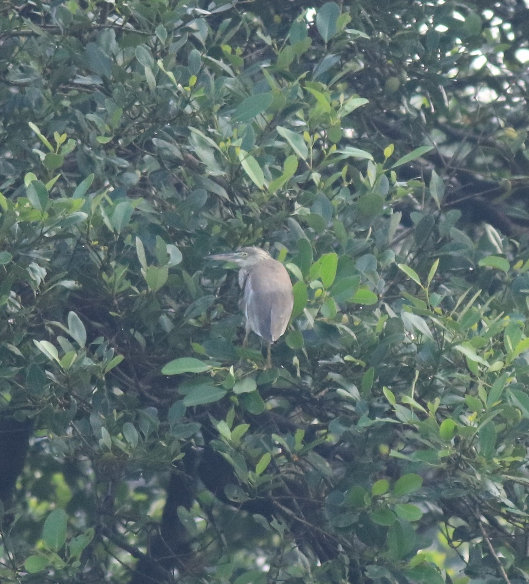 Indian Pond-Heron - ML646439006