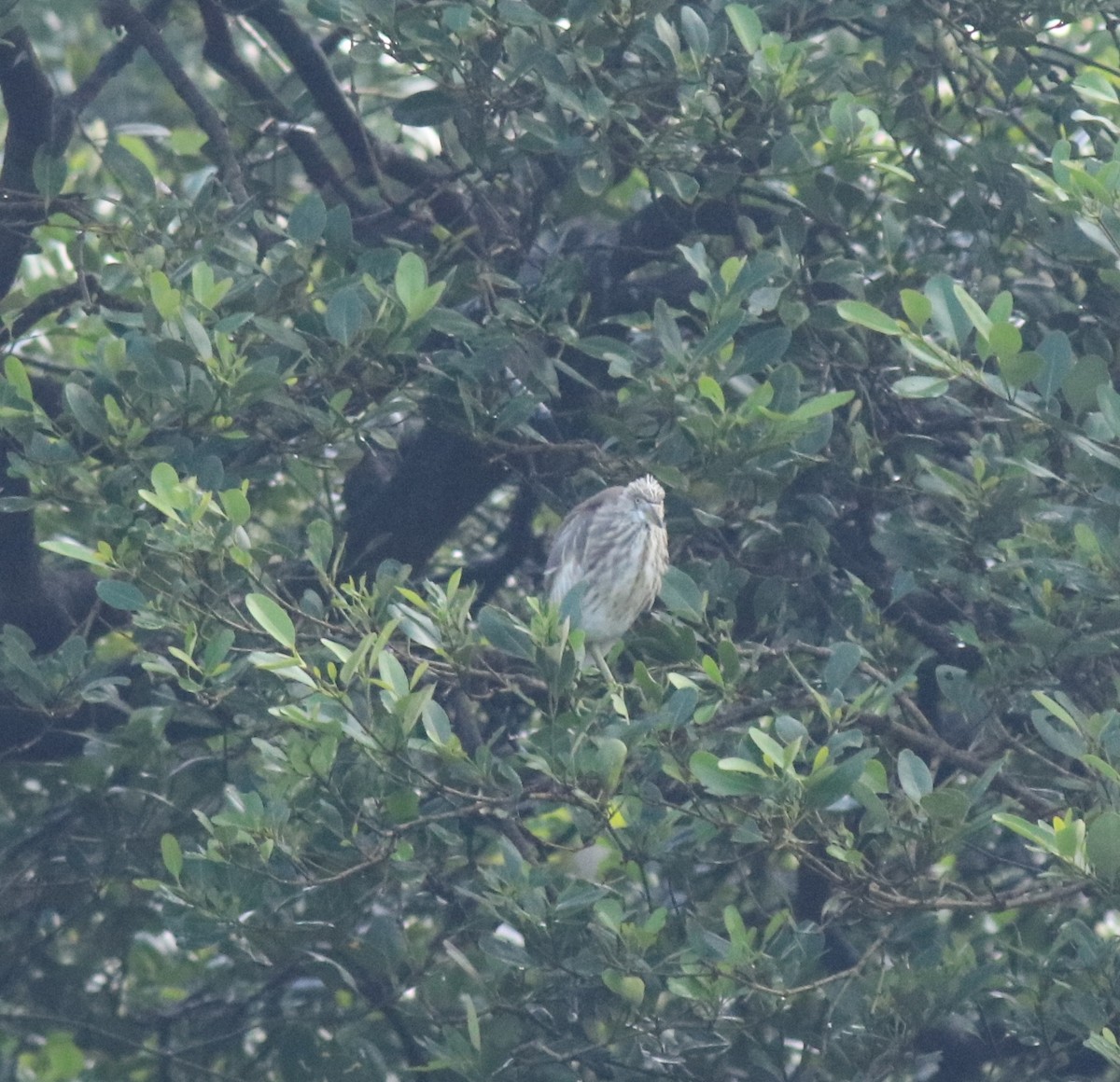 Indian Pond-Heron - ML646439007