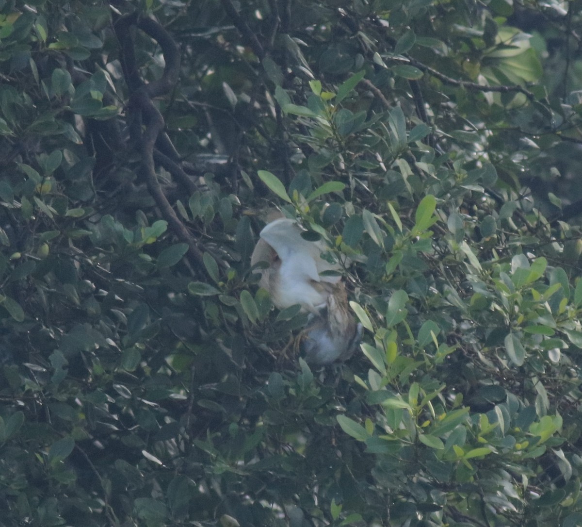 Indian Pond-Heron - ML646439008