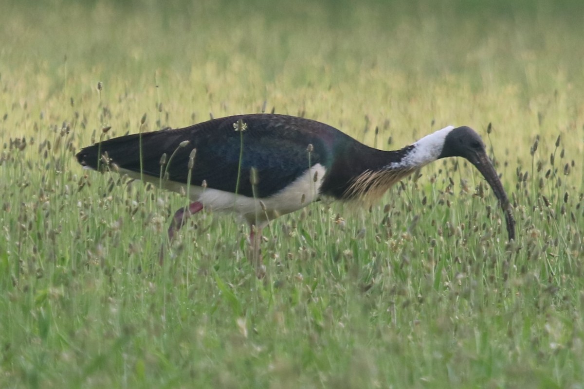 ibis slámokrký - ML646439010