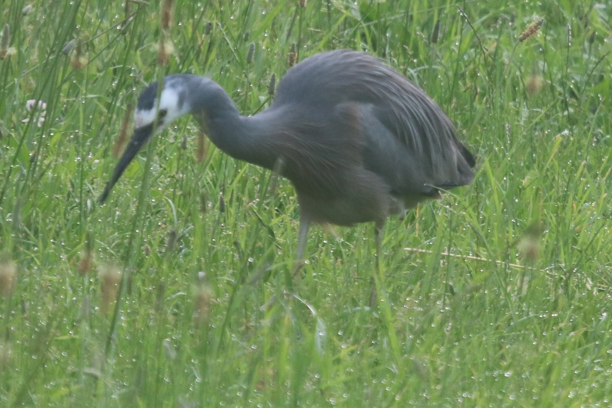 volavka bělolící - ML646439014