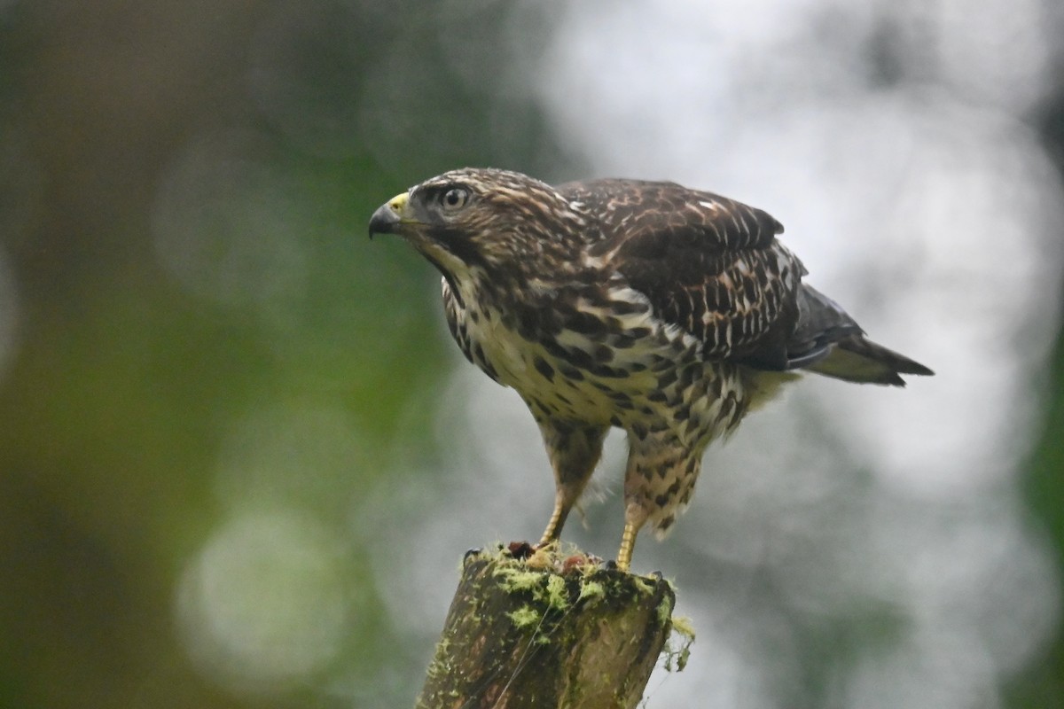 Broad-winged Hawk - ML646439016