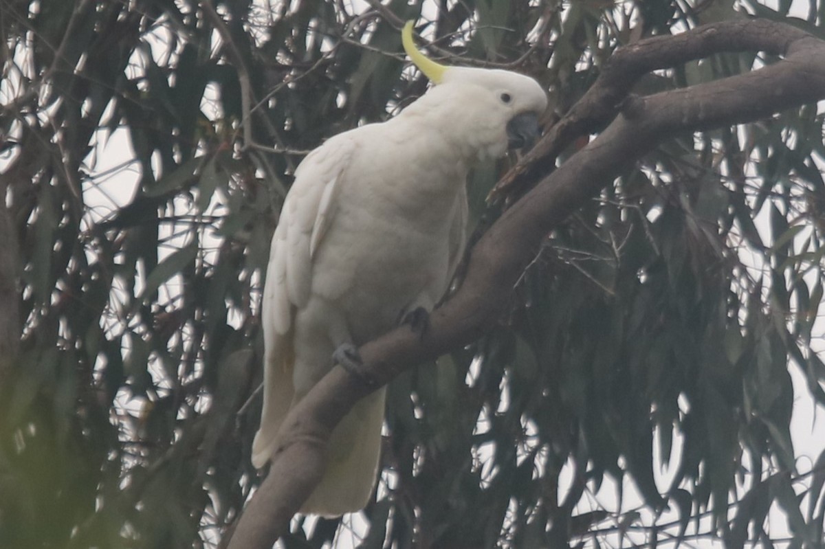 kakadu žlutočečelatý - ML646439022