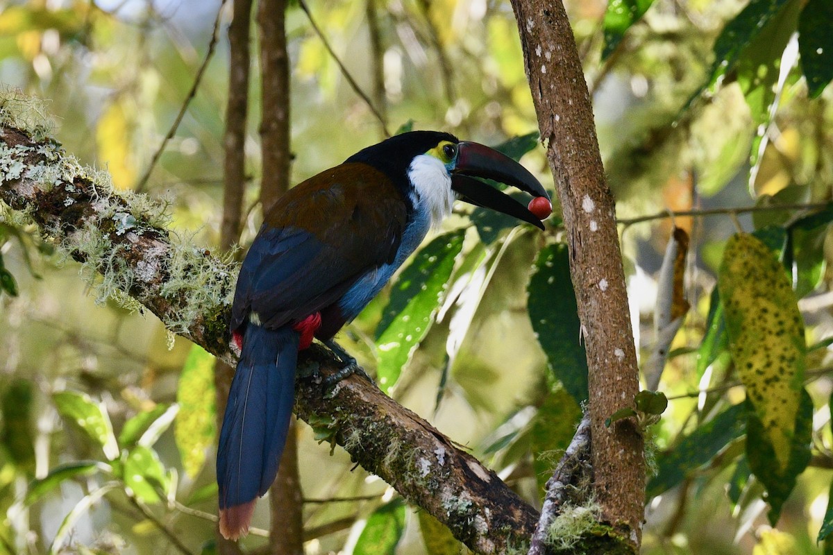 Black-billed Mountain-Toucan - ML646439024