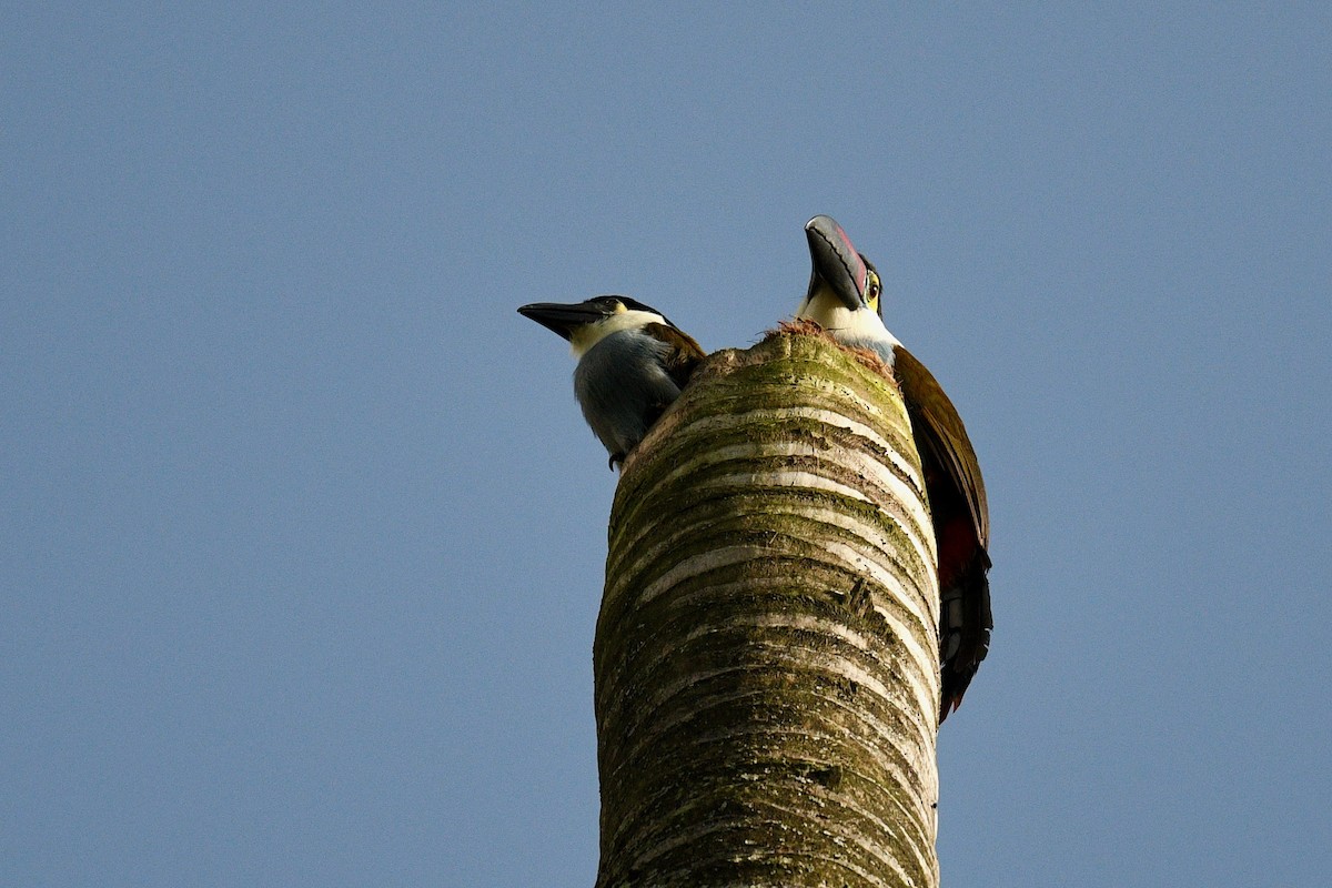 Black-billed Mountain-Toucan - ML646439025