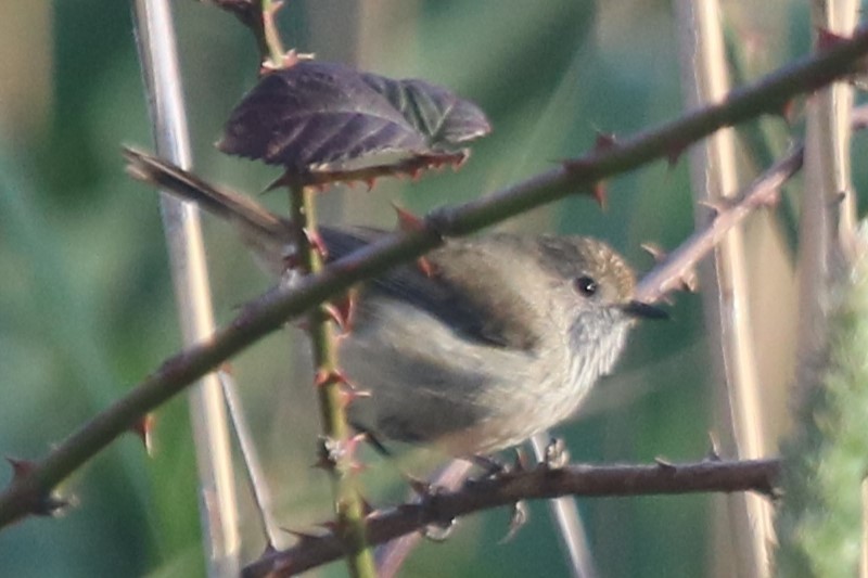 Brown Thornbill - ML646439027