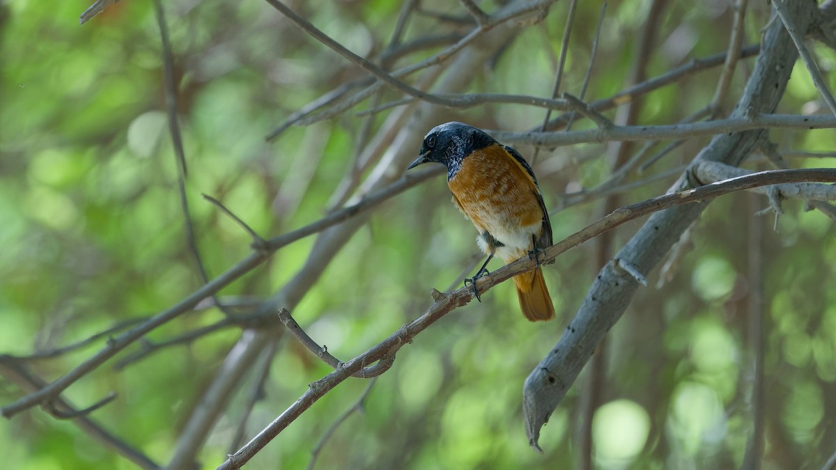 Common Redstart - ML646439030