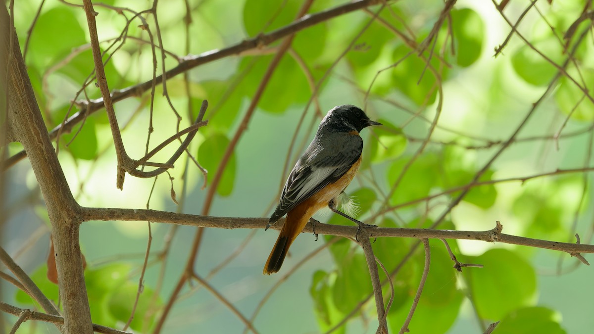 Common Redstart - ML646439031