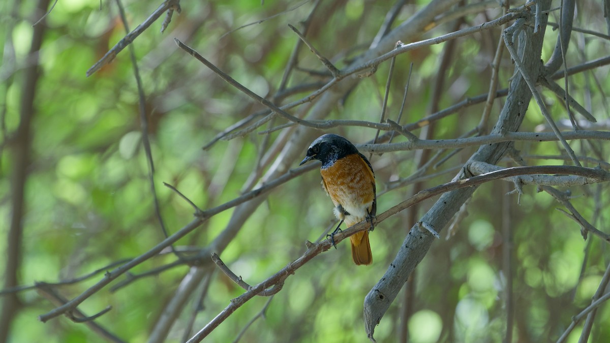 Common Redstart - ML646439032