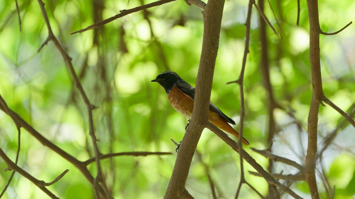 Common Redstart - ML646439033