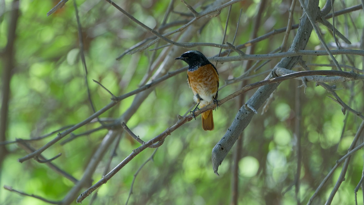 Common Redstart - ML646439034