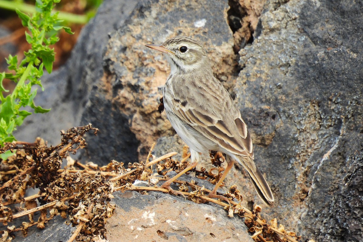 Berthelot's Pipit - ML646439036
