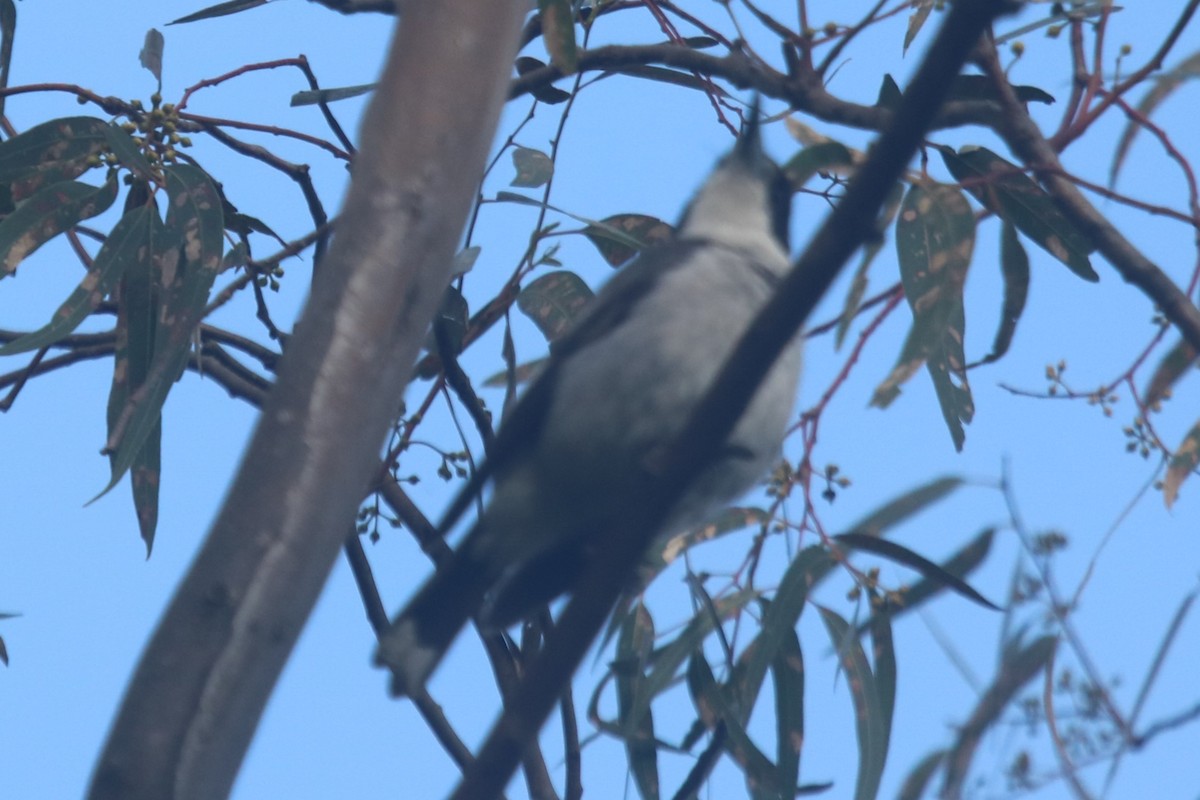 flétňák šedohřbetý - ML646439037