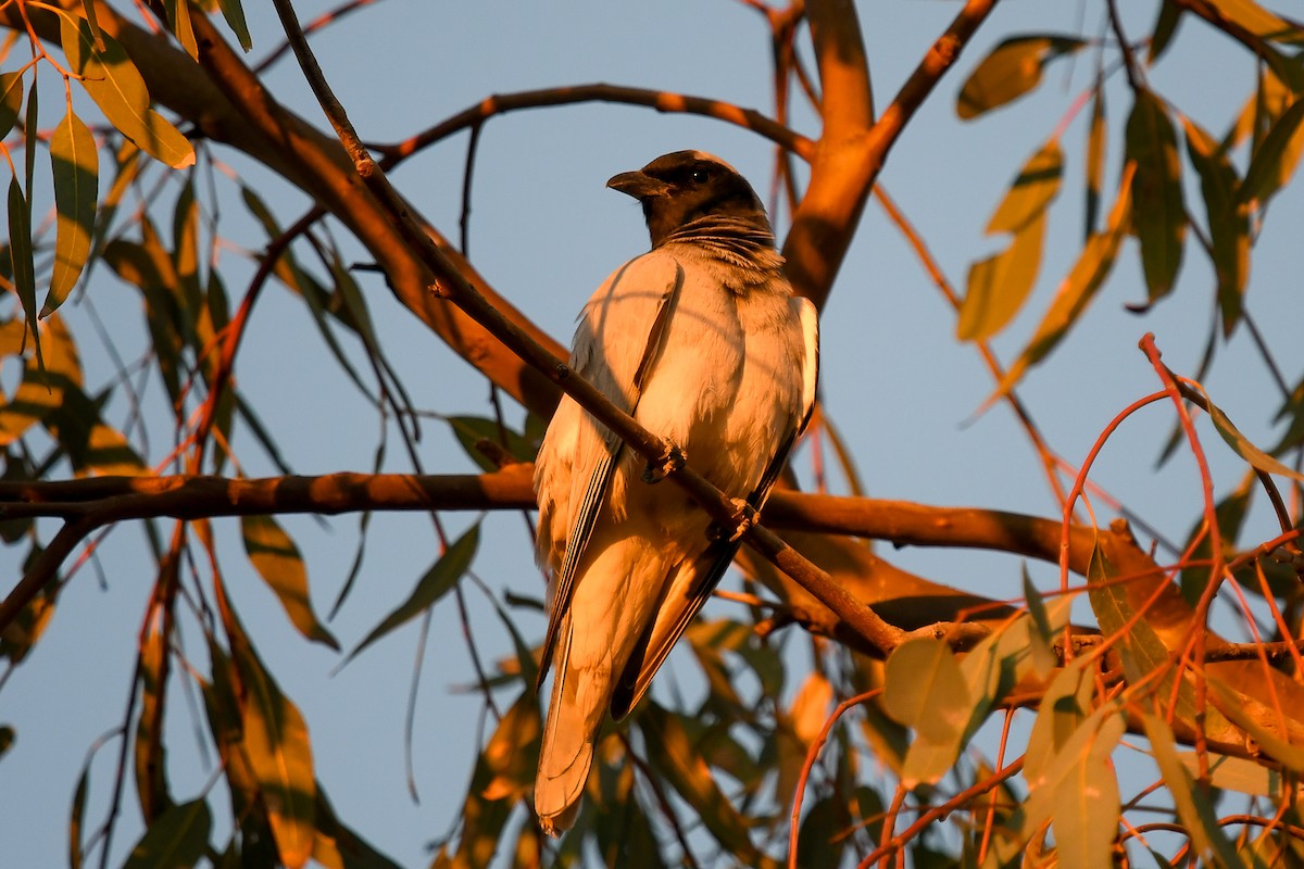 Black-faced Cuckooshrike - ML646439038
