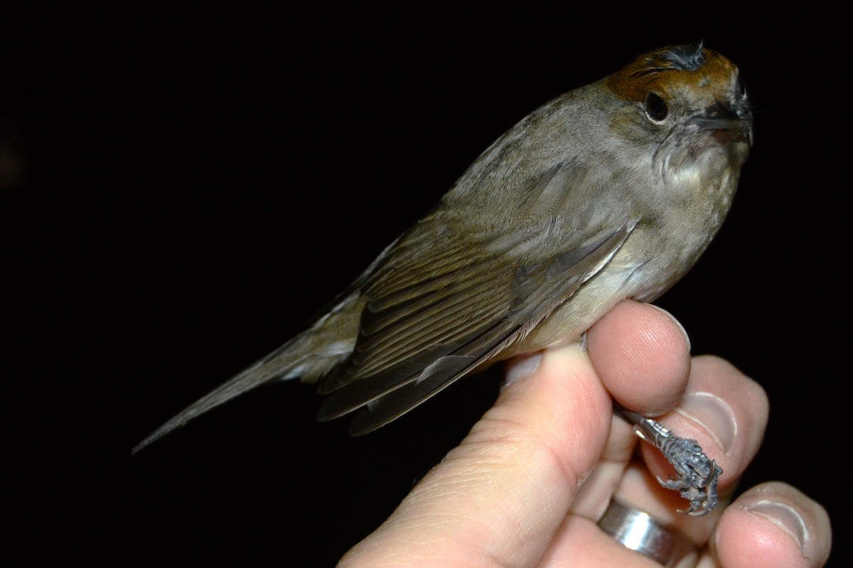 Capinera - ML646439042