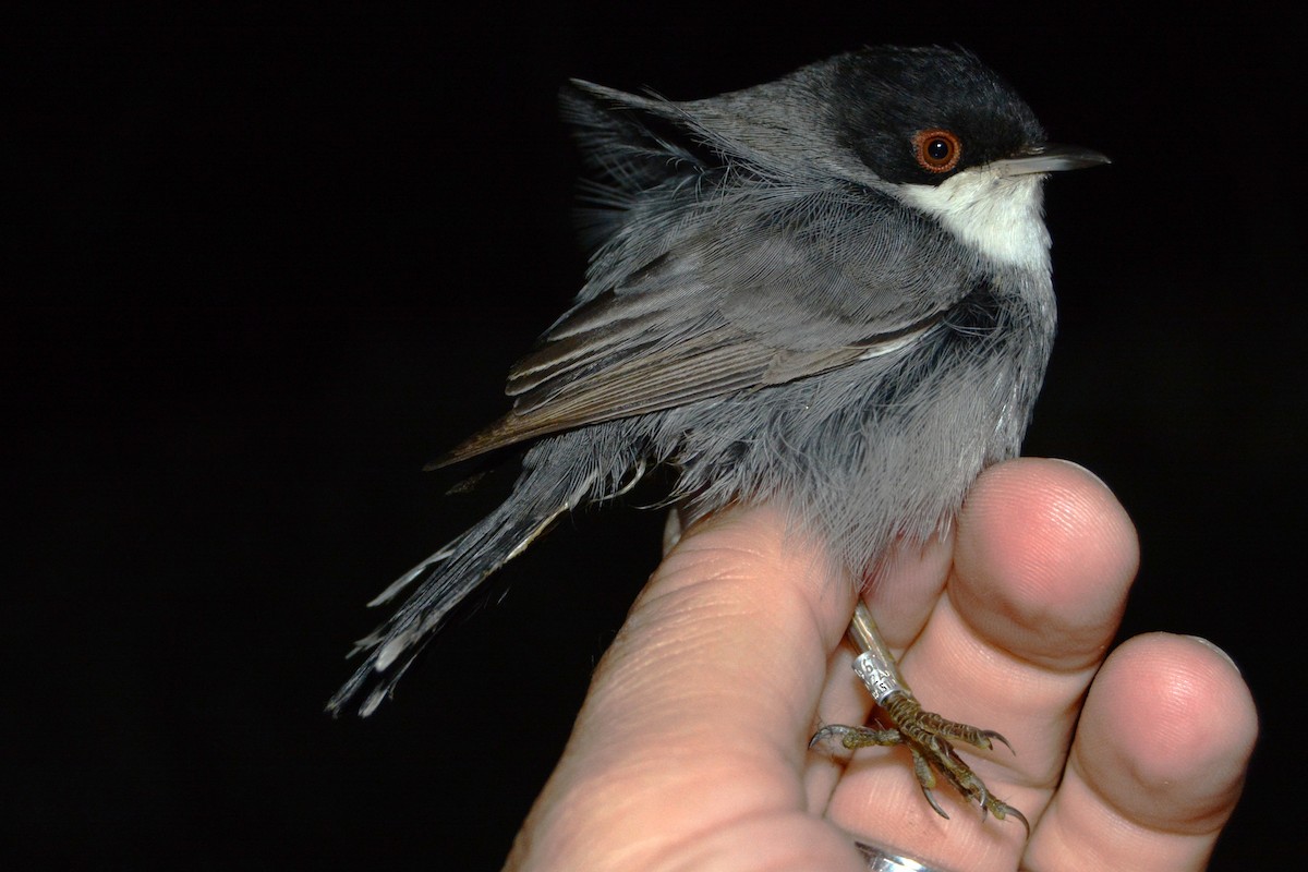 Occhiocotto - ML646439043