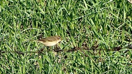 Pouillot véloce - ML646439045