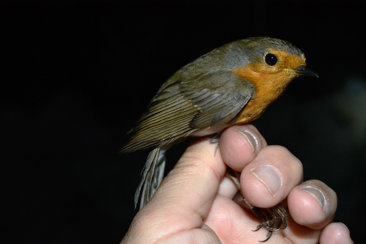 Pettirosso - ML646439047