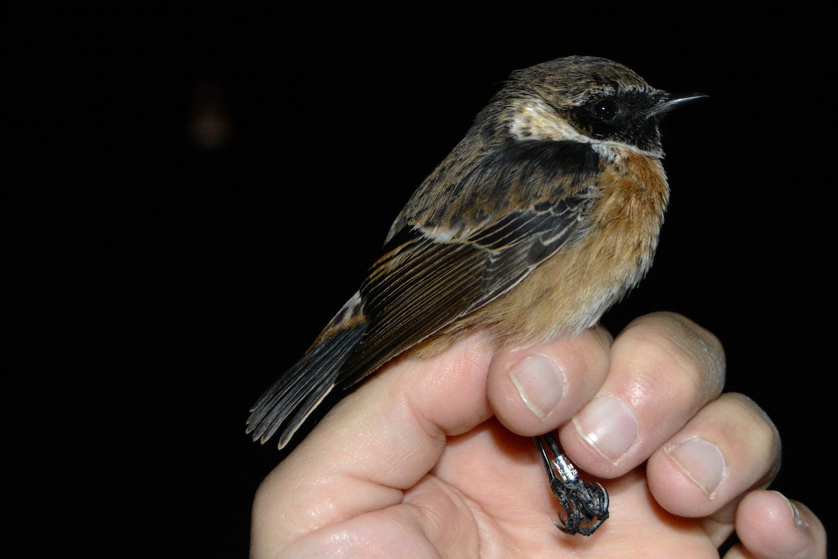 Saltimpalo - ML646439051