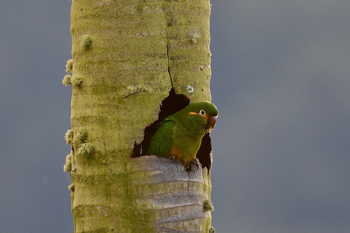 Golden-plumed Parakeet - ML646439059