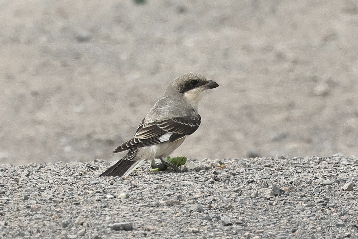 ťuhýk menší - ML646439060