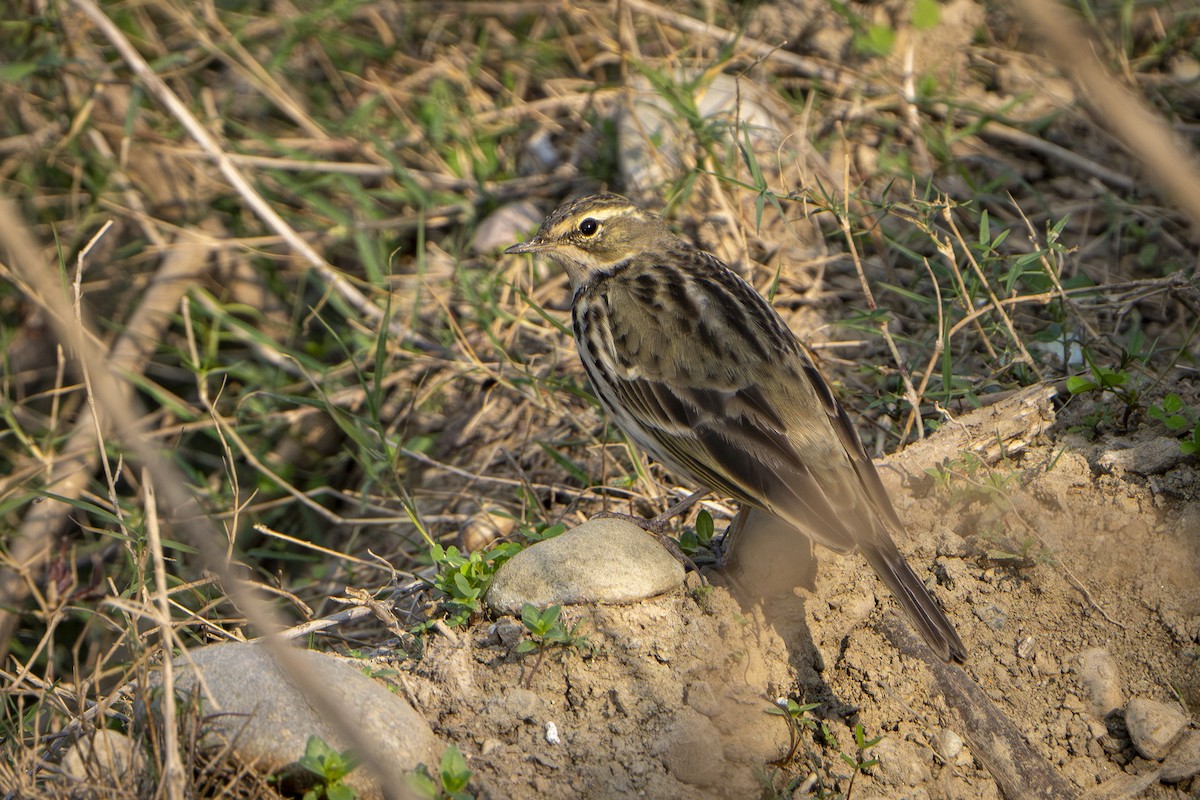 Rosy Pipit - ML646439062