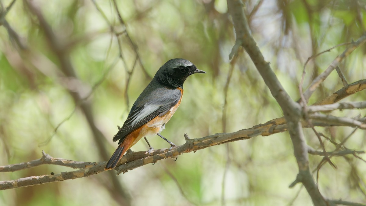 Common Redstart - ML646439063