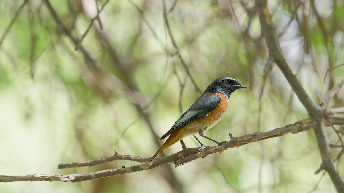 Common Redstart - ML646439066