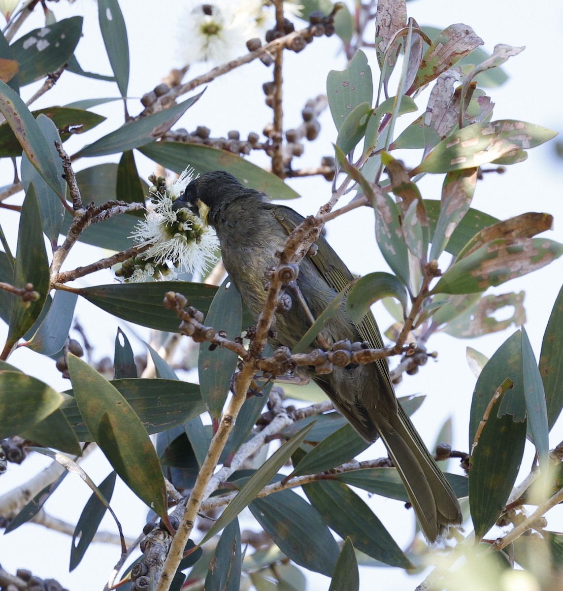 Lewin's Honeyeater - ML646439069