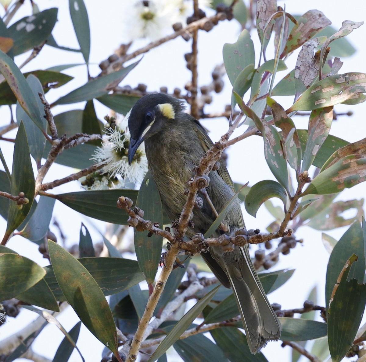 Lewin's Honeyeater - ML646439070