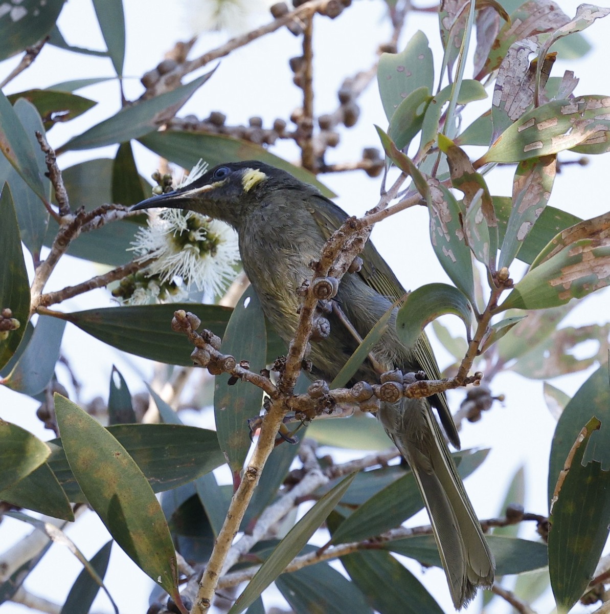Lewin's Honeyeater - ML646439071