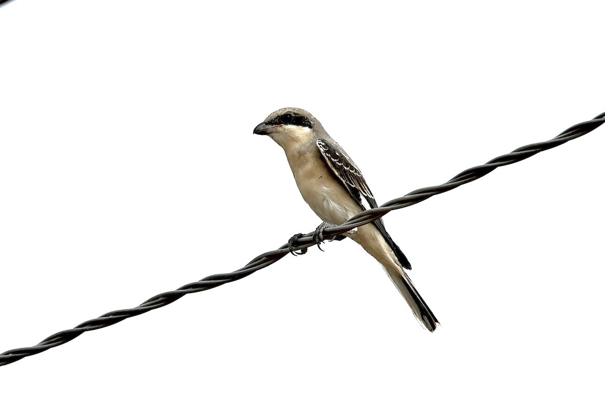 ťuhýk menší - ML646439072