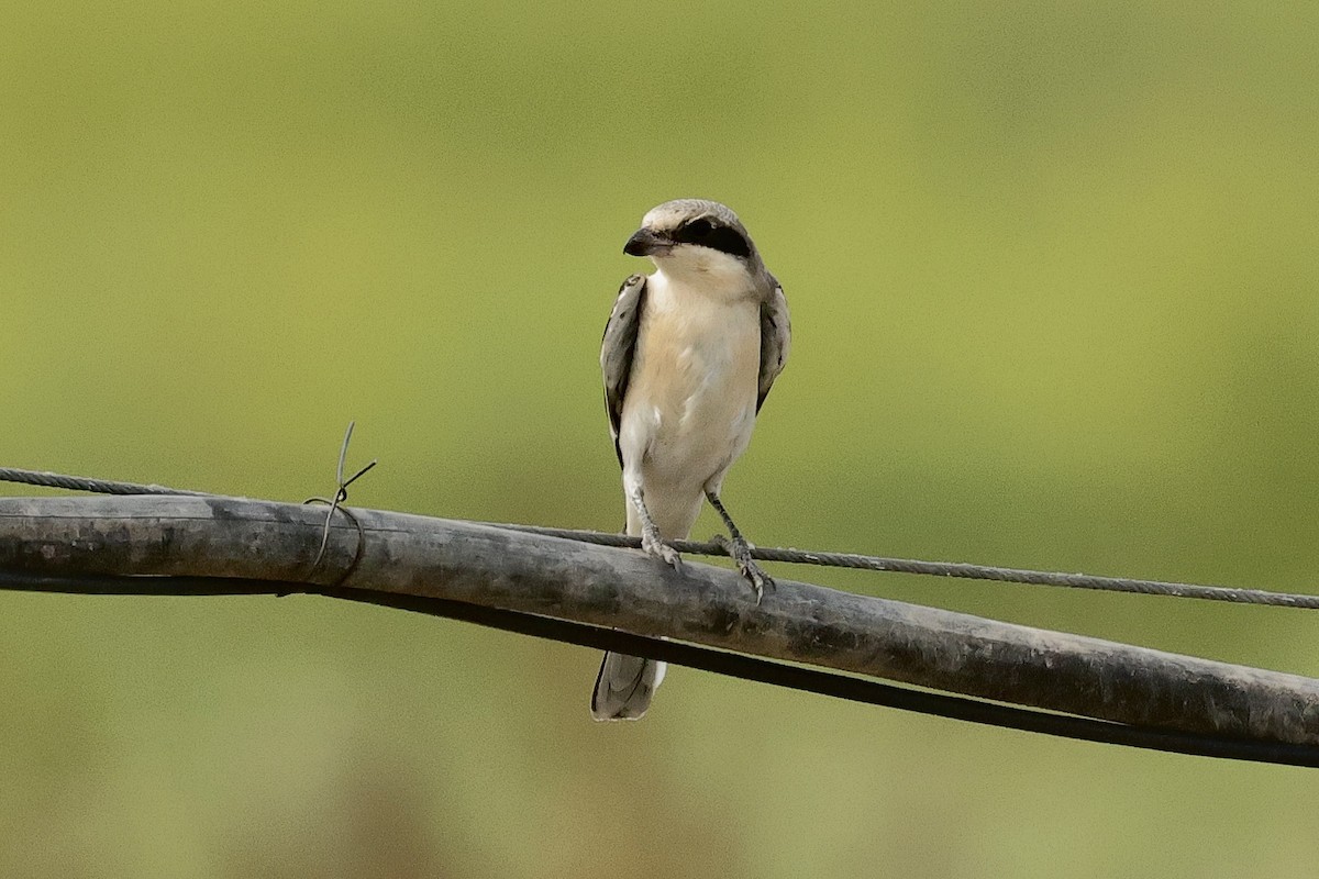 ťuhýk menší - ML646439076