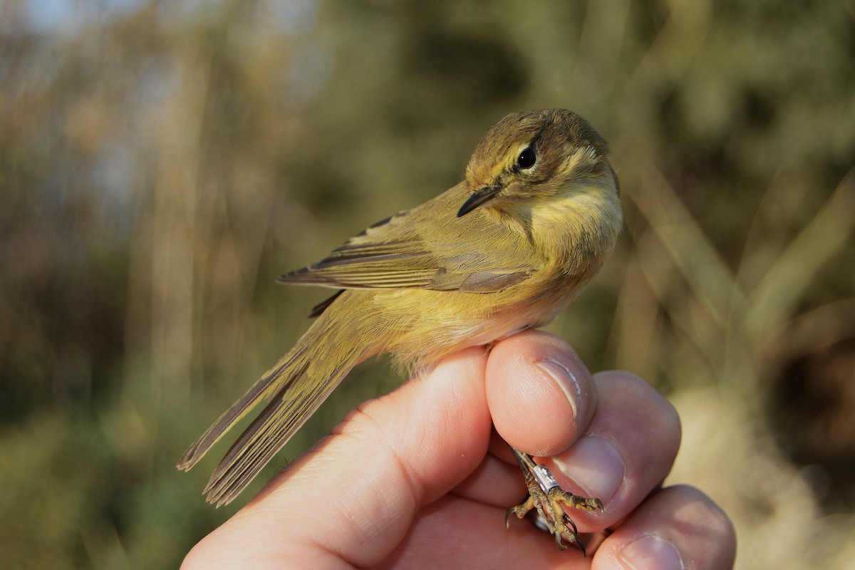 Luì piccolo - ML646439077