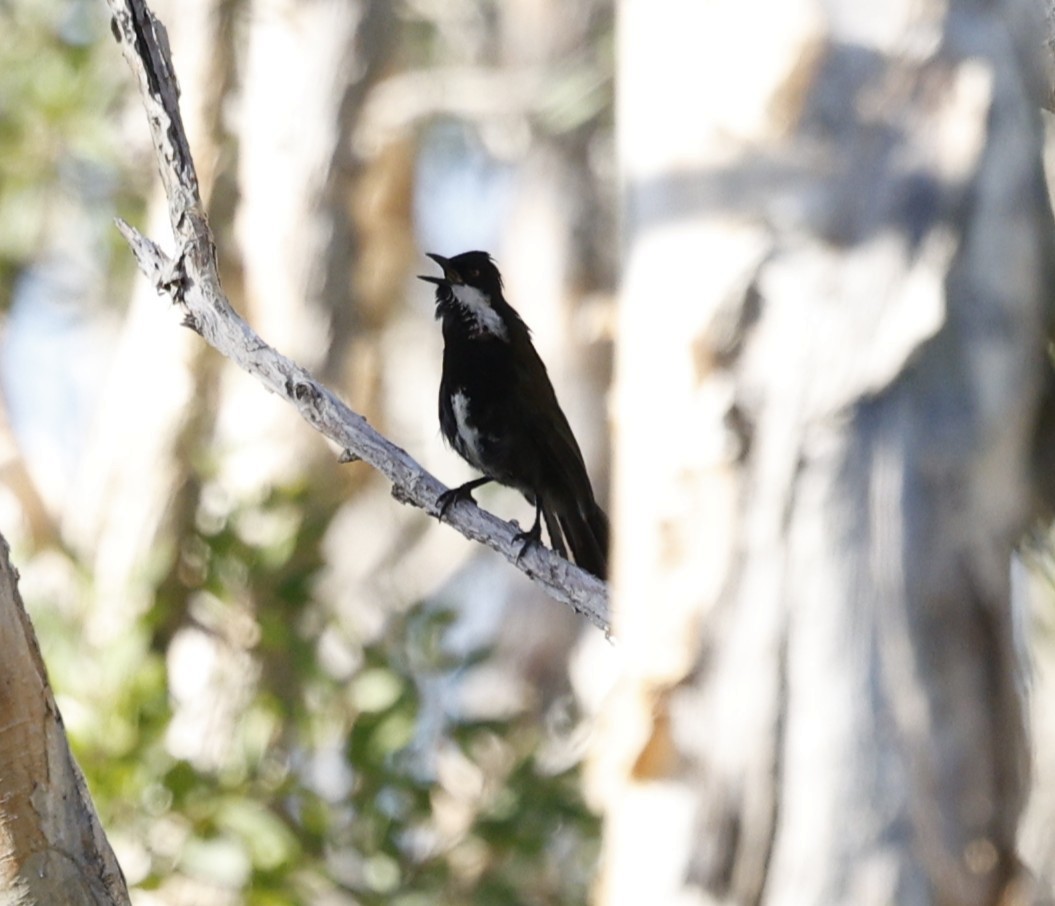 Белогорлая птица-бич - ML646439082