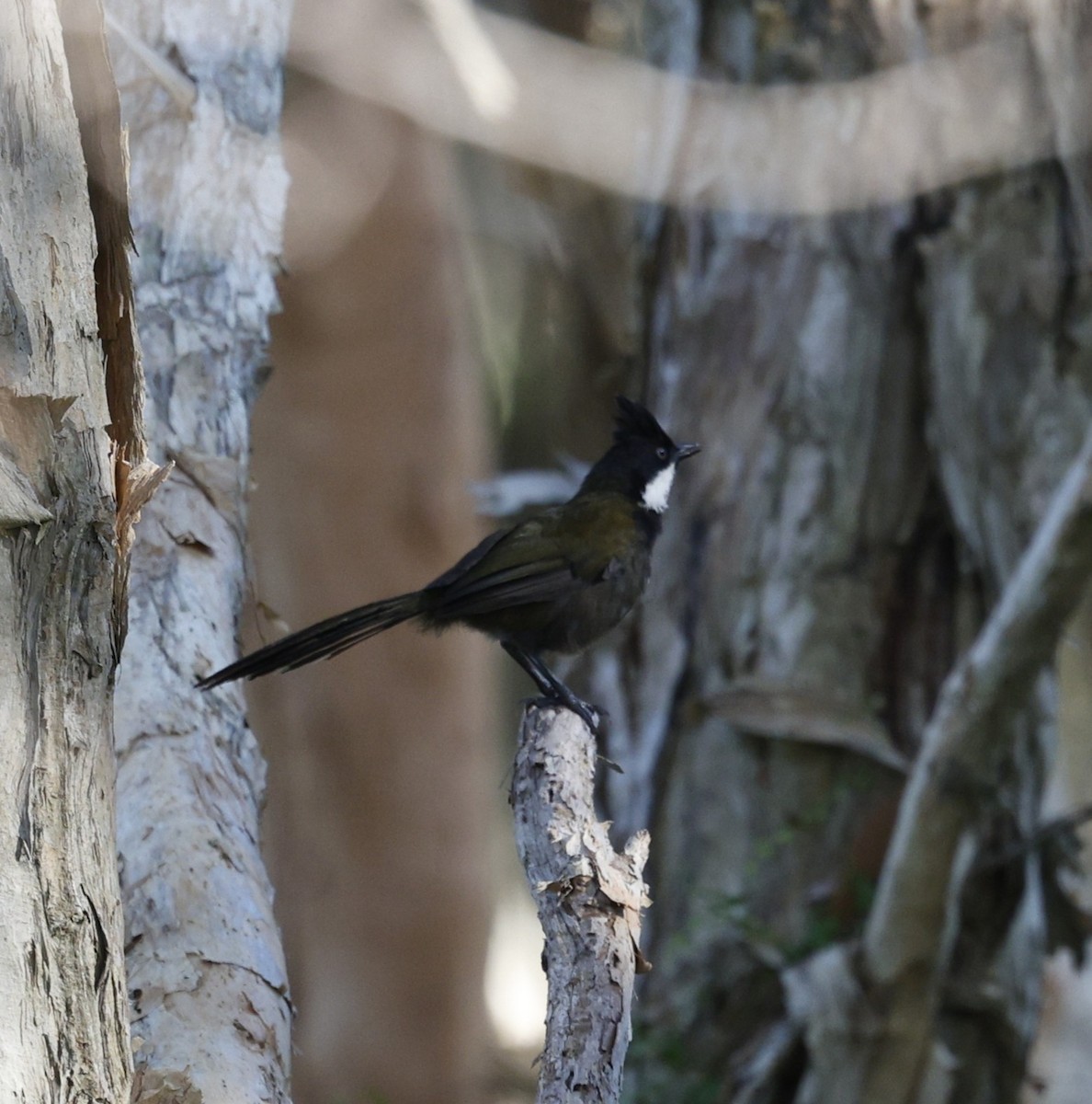 Белогорлая птица-бич - ML646439083