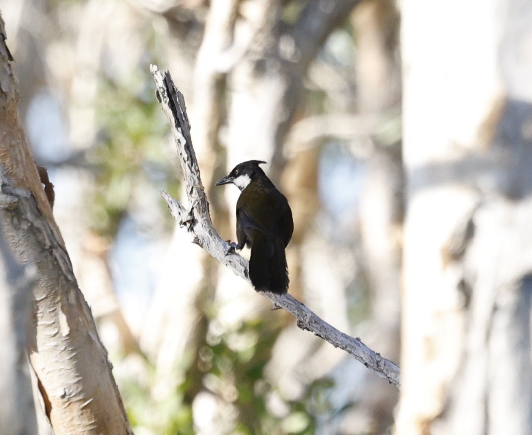 Белогорлая птица-бич - ML646439084