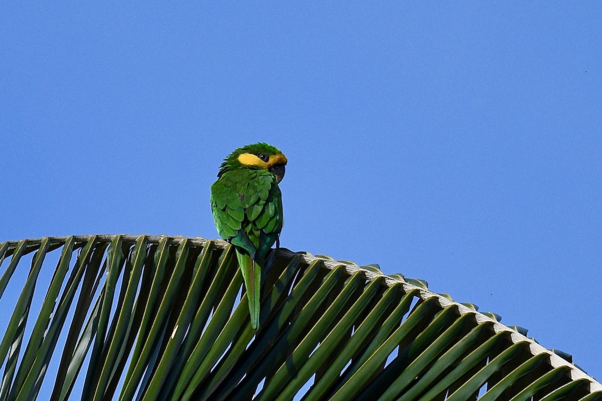 Yellow-eared Parrot - ML646439085