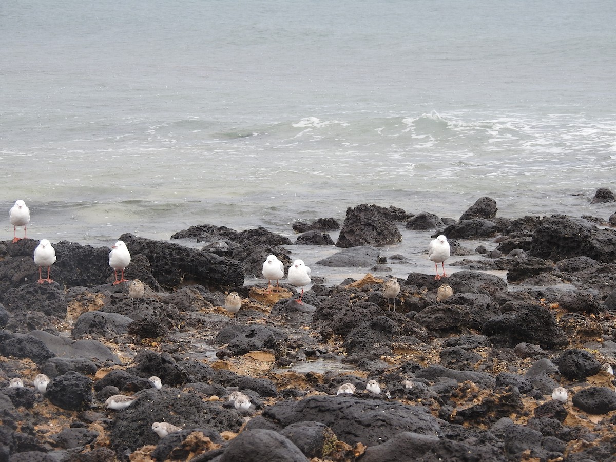 Pacific Golden-Plover - ML646439087