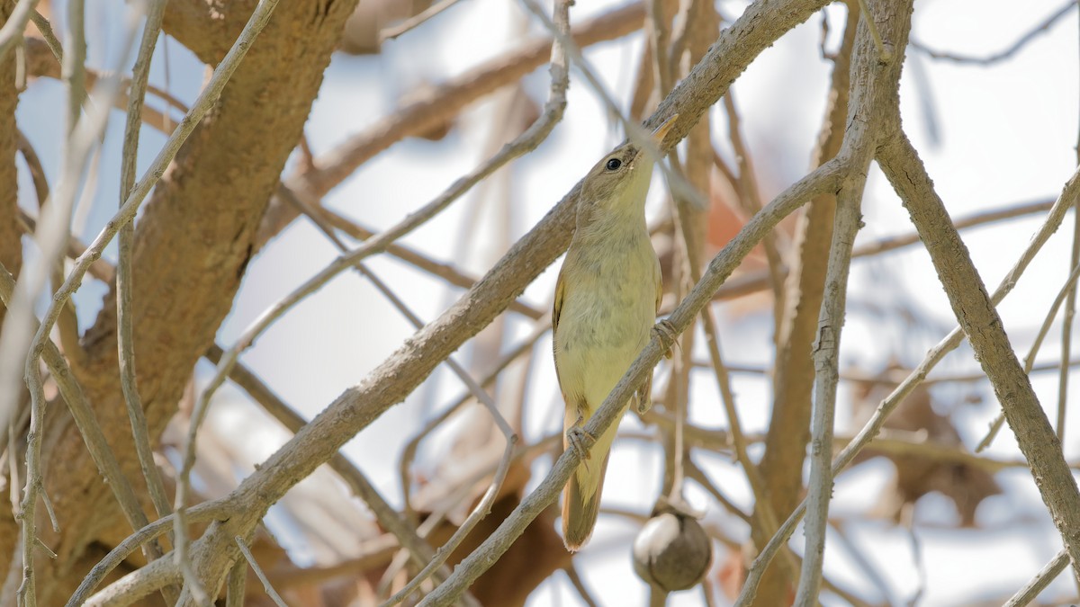 Blyth's Reed Warbler - ML646439088