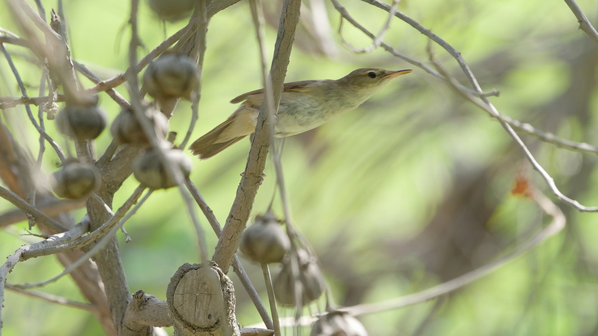 Blyth's Reed Warbler - ML646439089