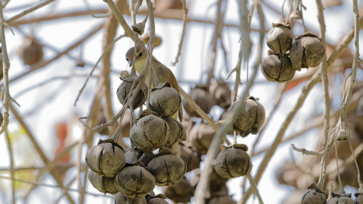 Blyth's Reed Warbler - ML646439090