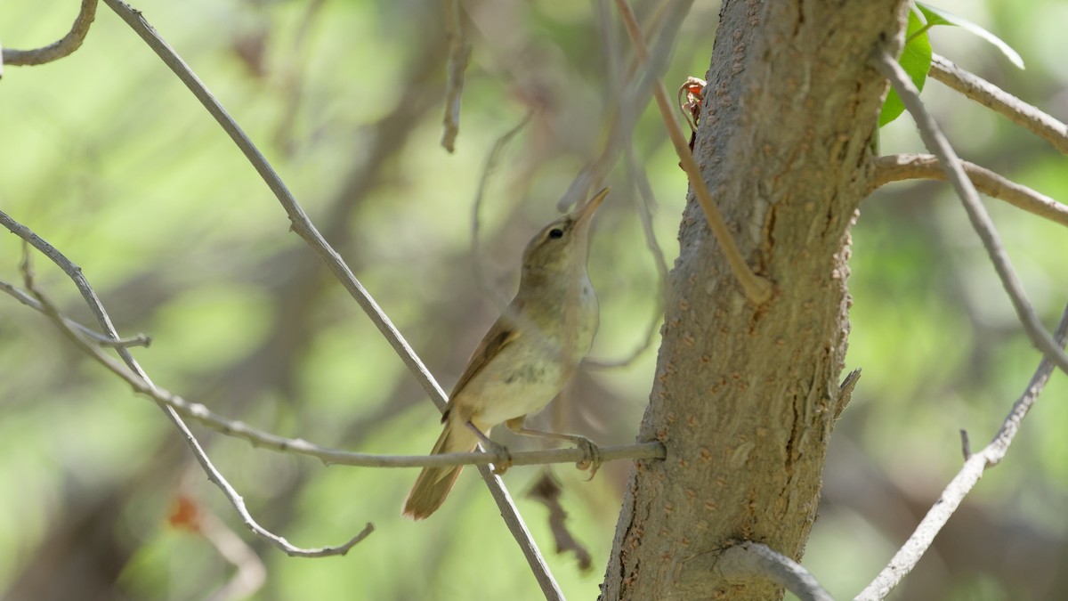 Blyth's Reed Warbler - ML646439091