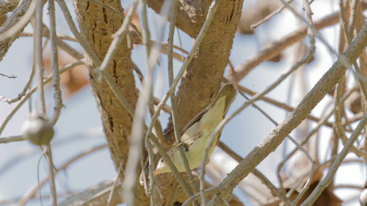 Blyth's Reed Warbler - ML646439092