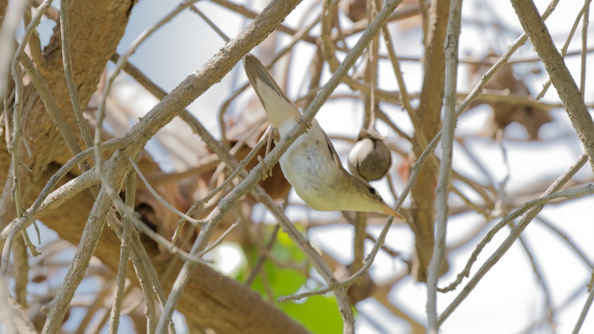 Blyth's Reed Warbler - ML646439093