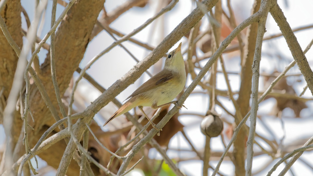 Blyth's Reed Warbler - ML646439094