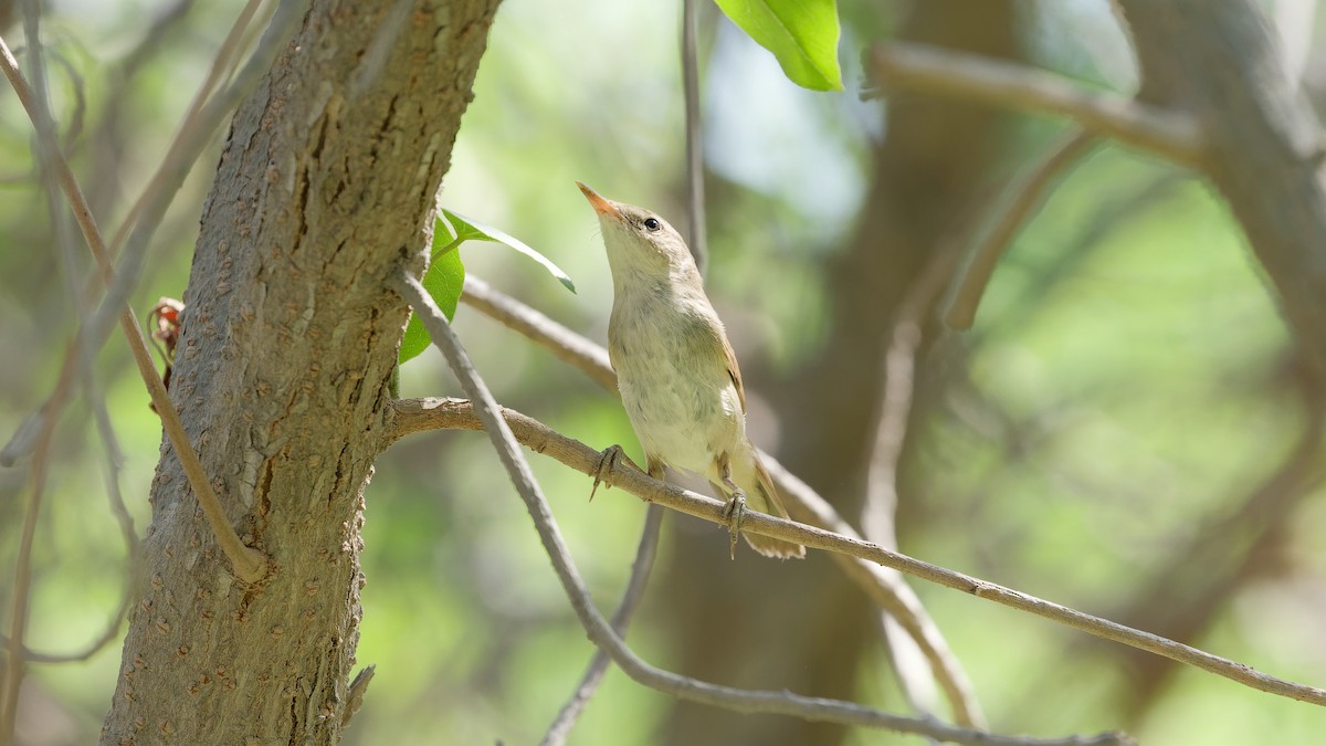 Blyth's Reed Warbler - ML646439095
