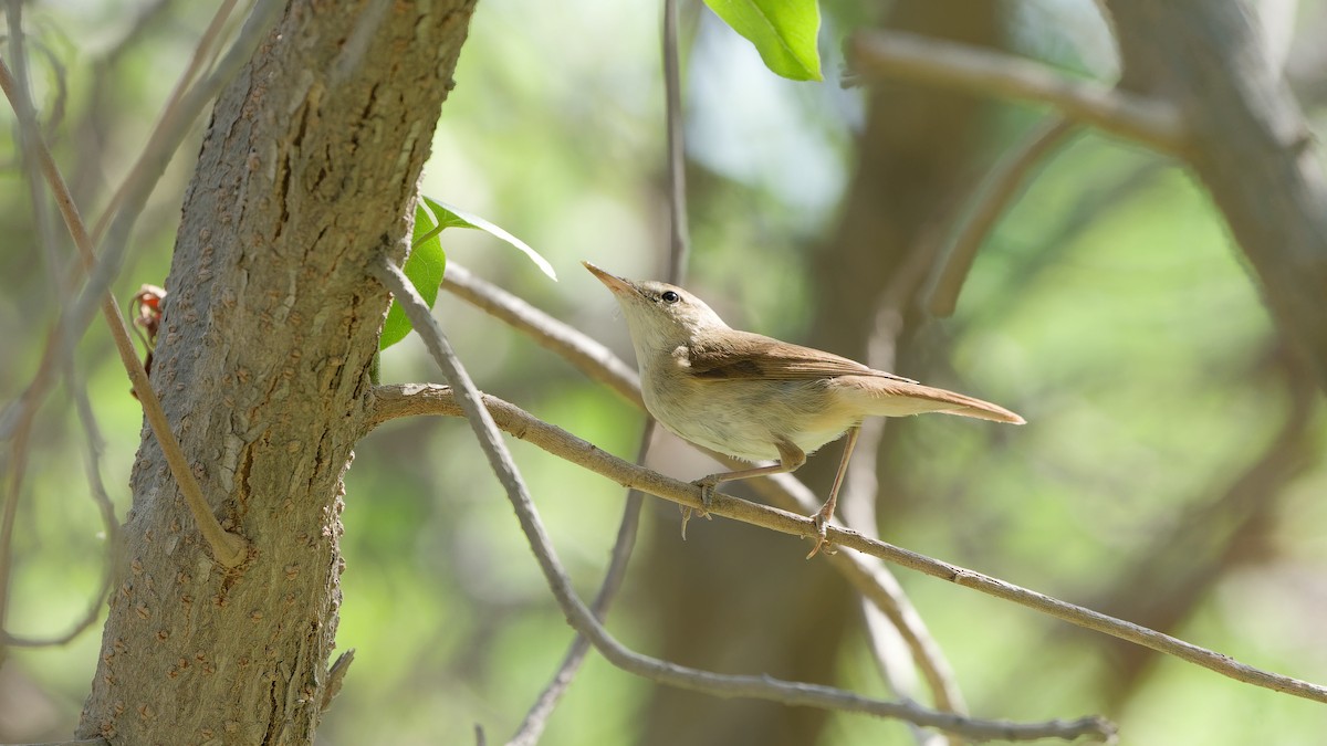 Blyth's Reed Warbler - ML646439096