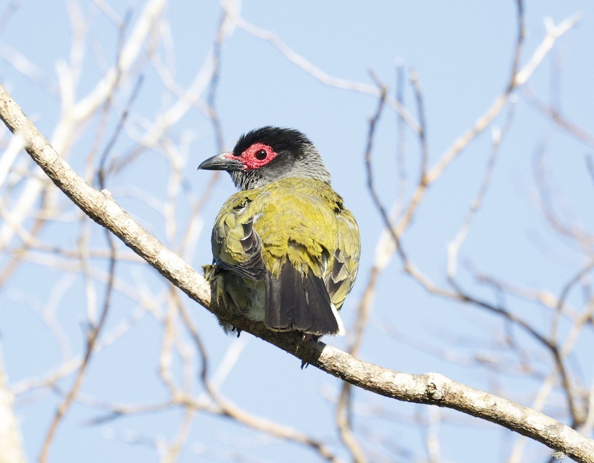 Зелёная инжирница - ML646439097